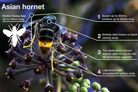 Asian Hornet