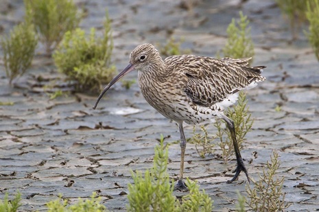 Image of Eurasian curlew bird walking on mud with green plants in background
