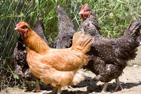 Chickens