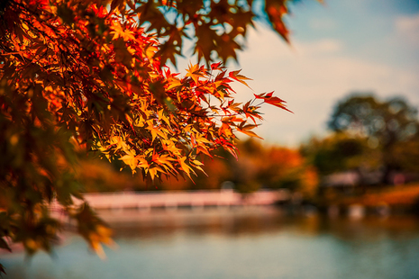 Autumnal leaves on a tree in front of an out-of-focus lake in the background
