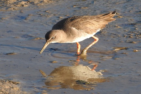A redshank bird