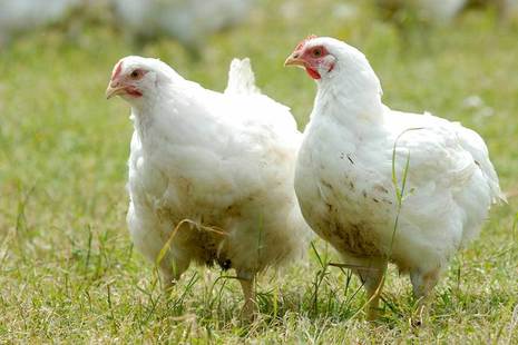 Chickens