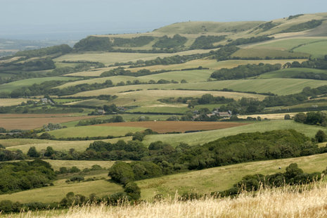 landscape of green fields