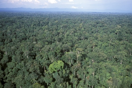 Rainforest