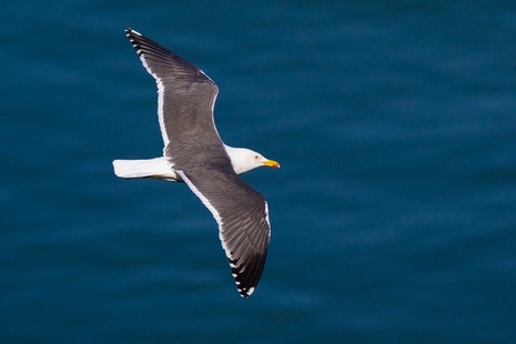 A black-backed white gull flying across clear water
