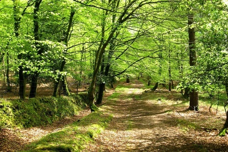 Landscape image of a clearing in a forest