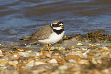 Image of ringed plover seabird on pebbles by the sea.