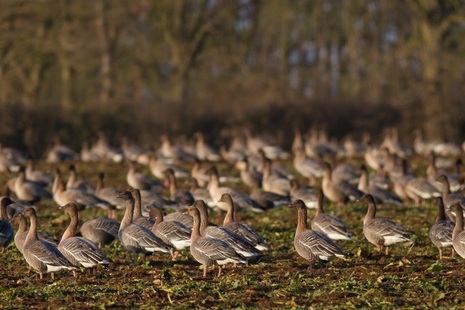 Pink-footed geese. Credit: Natural England.