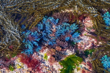 seaweed off Dorset coast