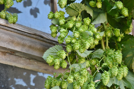 Hops growing