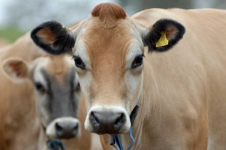 cow in field
