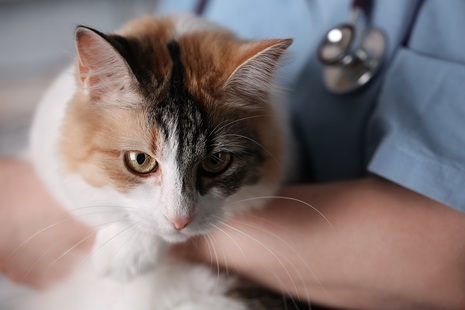 Cat in vets arms