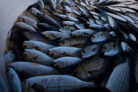 Fishing catch in a box