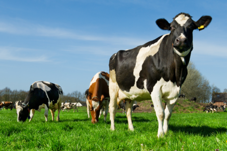 cow in field