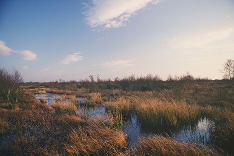 A peatland is pictured with boggy and wet-looking grasses. It is dusk and the light is very pink.