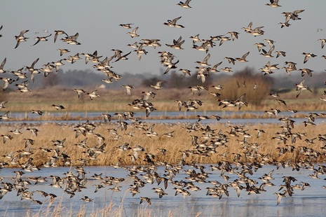 A flock of water birds taking off from a body of water.