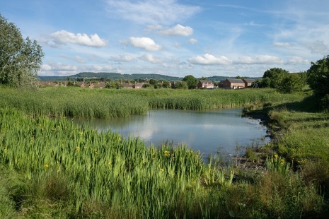 Rural pond in the English countryside with yellow flowers and blue sky.
