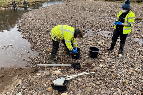 Image shows members of Environment Agency staff rescuing fish on the River Coquet
