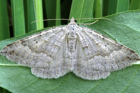 Image shows browny-white moth with its wings outstretched, resting on a leaf