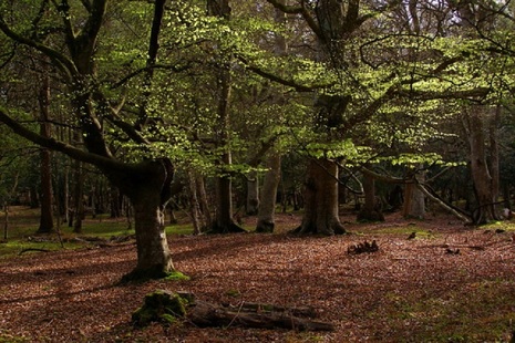 Beech trees in Mallard Wood, New Forest