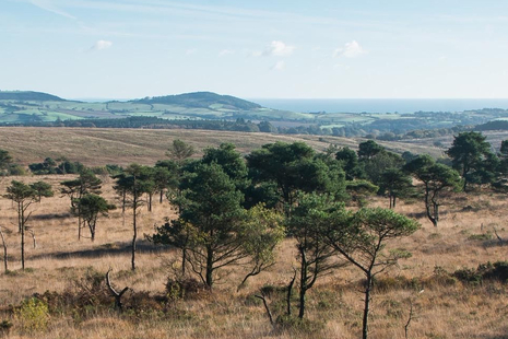 Heathland with grasses and trees with the sea in the background