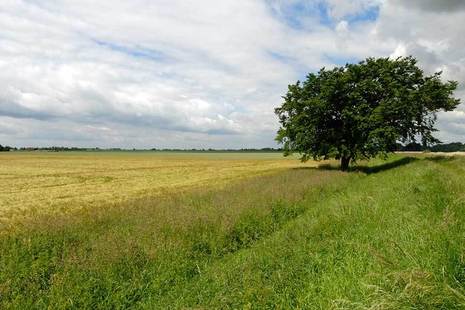 A leafy tree in a field