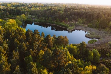 Woodlands surrounding a lake