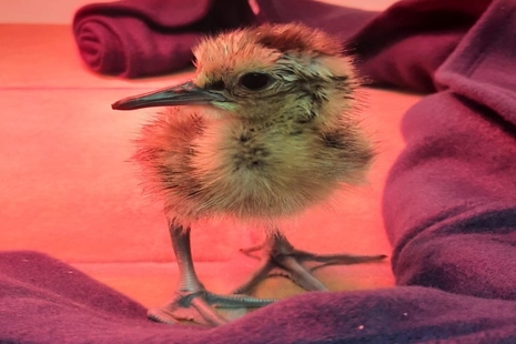 Image shows a fluffy curlew chick, which is a mottled yellow brown colour and has a large beak and feet.