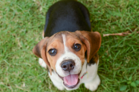 A Beagle puppy