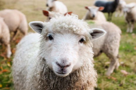 A sheep in a field