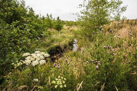 Woodland with plants and shrubs