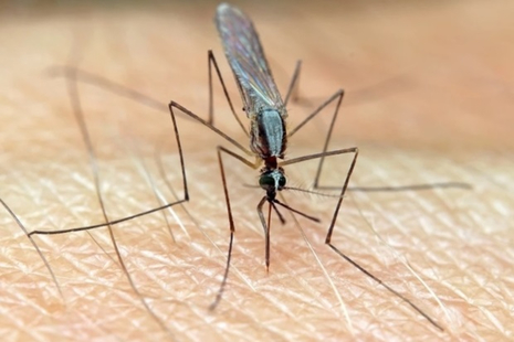 mosquito on human skin