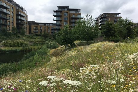 Image of houses behind meadow of grass