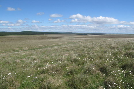 Image of peatland with white flowers