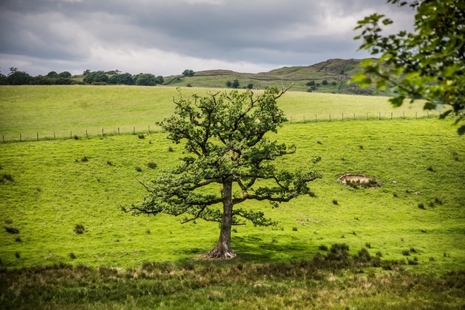 A tree in a field