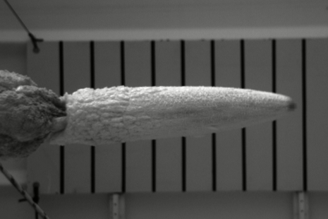Pulse dart in motion