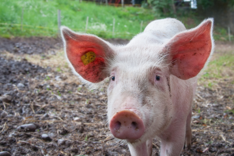 A pig on a farm.