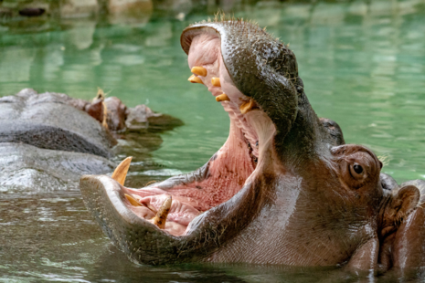 A hippo in water with its mouth open. 