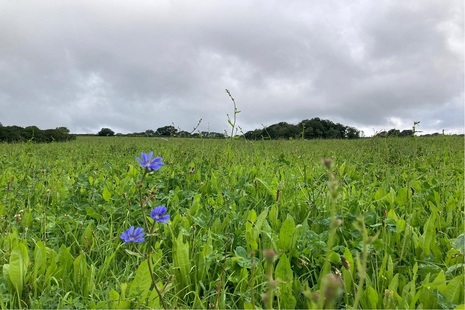 Image shows a green meadow with blue flowers in the foreground.