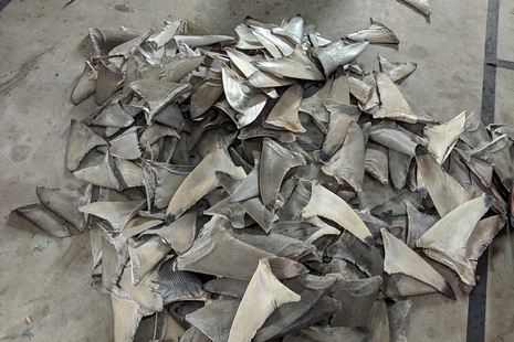 Shark fins