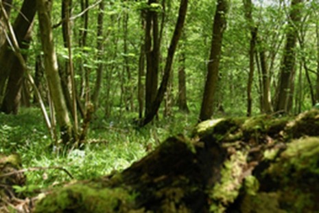 A forest with trees and rocks.