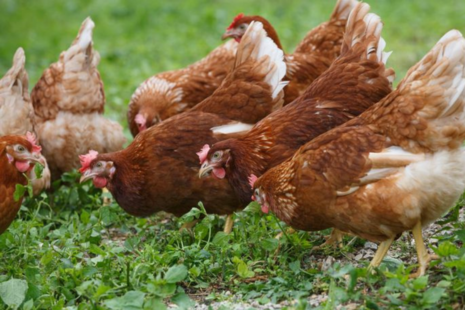 Chickens foraging outside