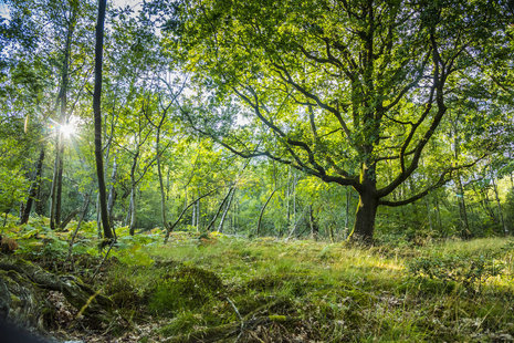 A forest.