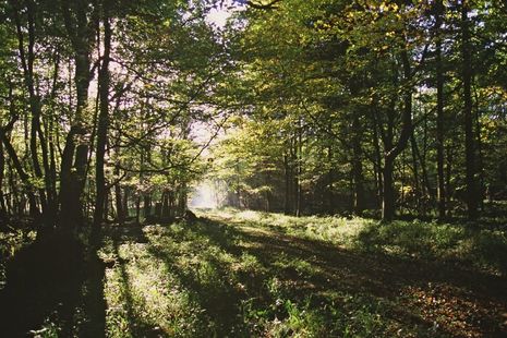 A picture of woods at dusk