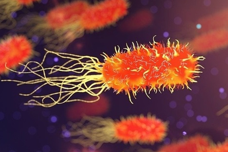 close up of bacteria