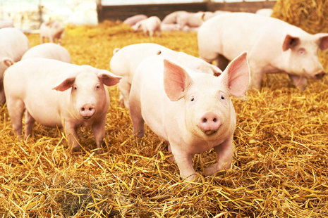 Pigs