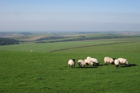 Sheep grazing on hills