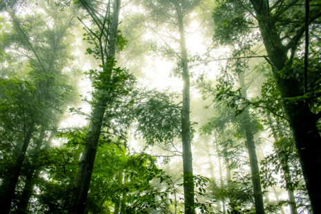 Photograph looking up through a green tree canopy towards bright sunlight.