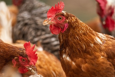 Two chickens