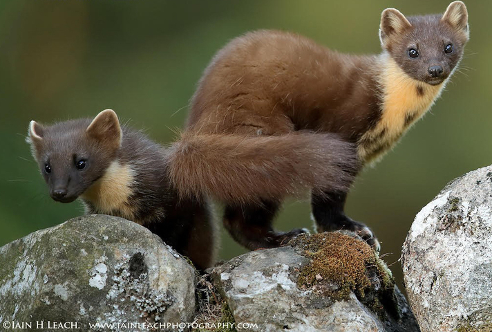 Two pine martens. (Copyright Iain Leech Photography, used with permission).